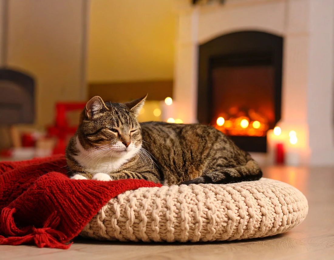 1. Kat ontspannen liggend op een kussen terwijl zachte muziek speelt in de woonkamer – Kattenhoek blog.