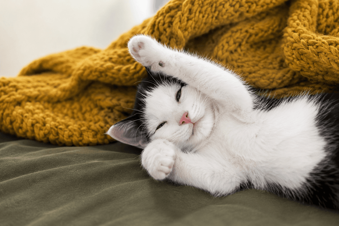Hoe herken je pijn bij een kat? Kattenhoek Online Blog voor Kittens en Katten Verzorging