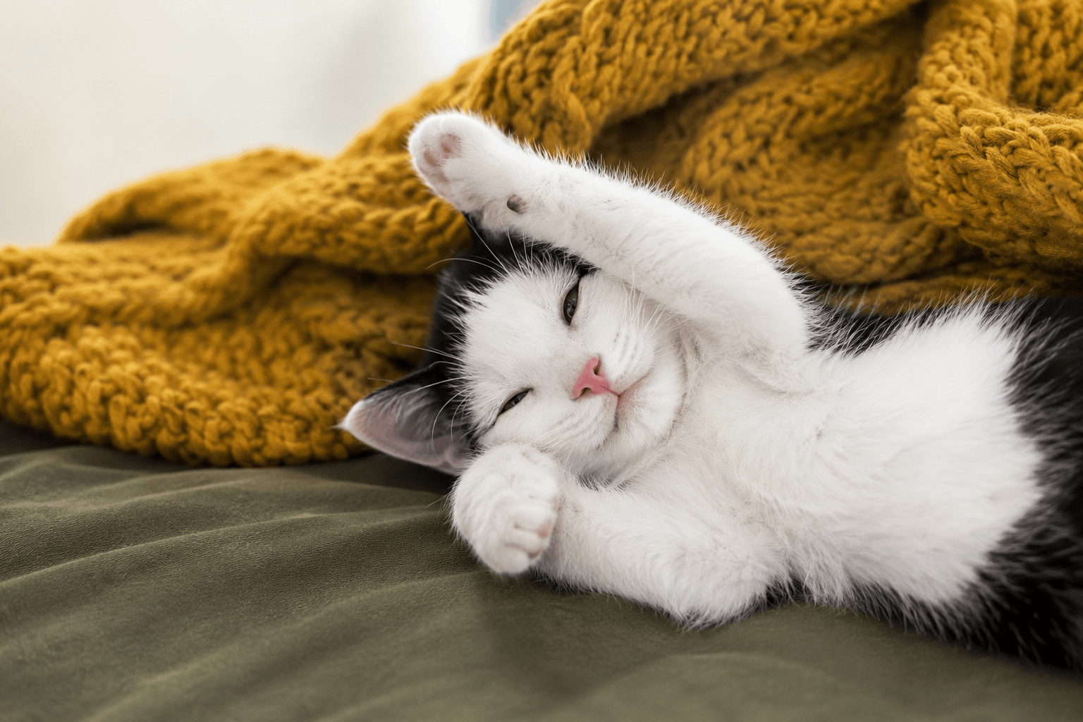 Hoe herken je pijn bij een kat? Kattenhoek Online Blog voor Kittens en Katten Verzorging