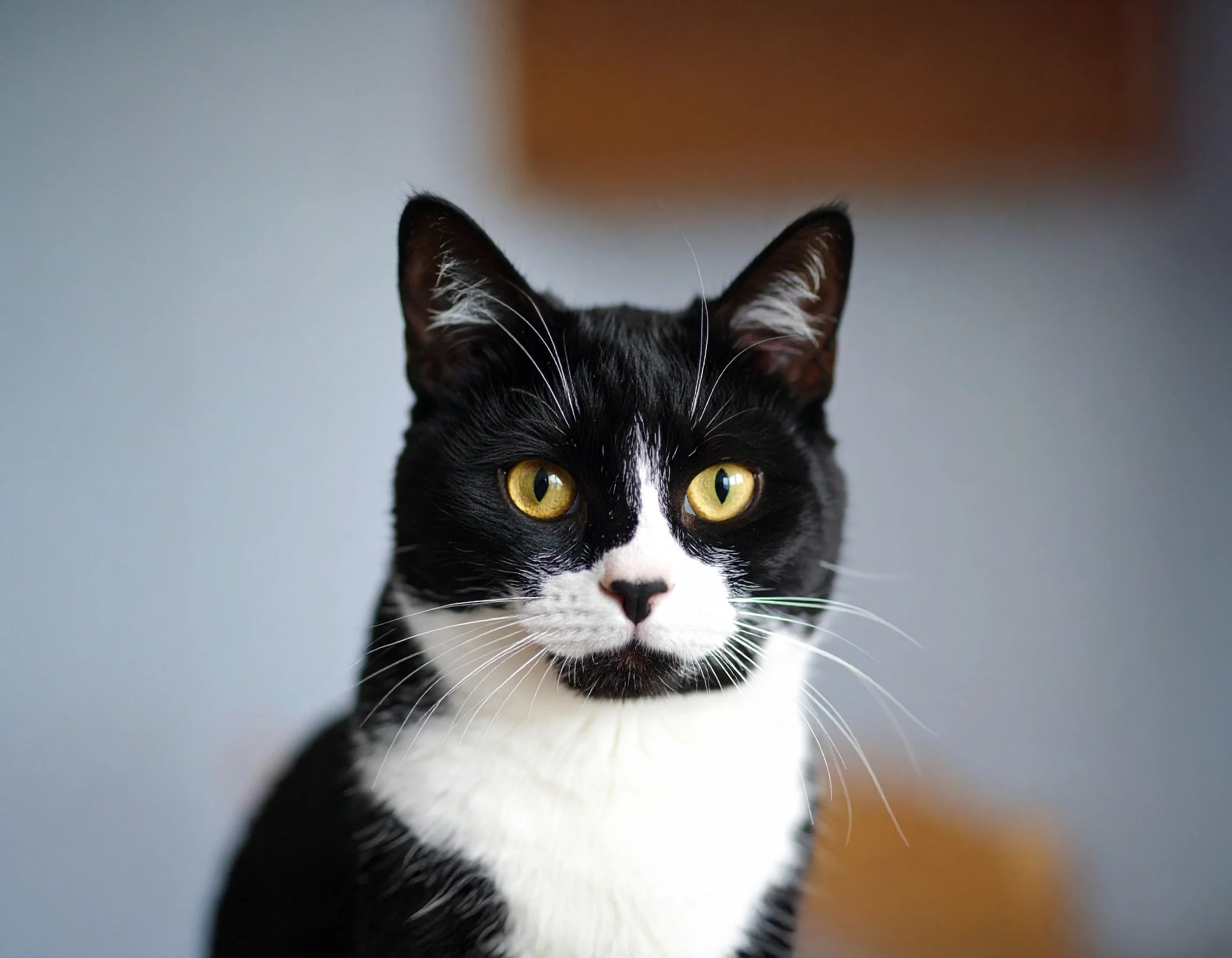 Kat close-up met focus op tanden, vacht en ogen, instructie over leeftijdsschatting bij katten bij Kattenhoek