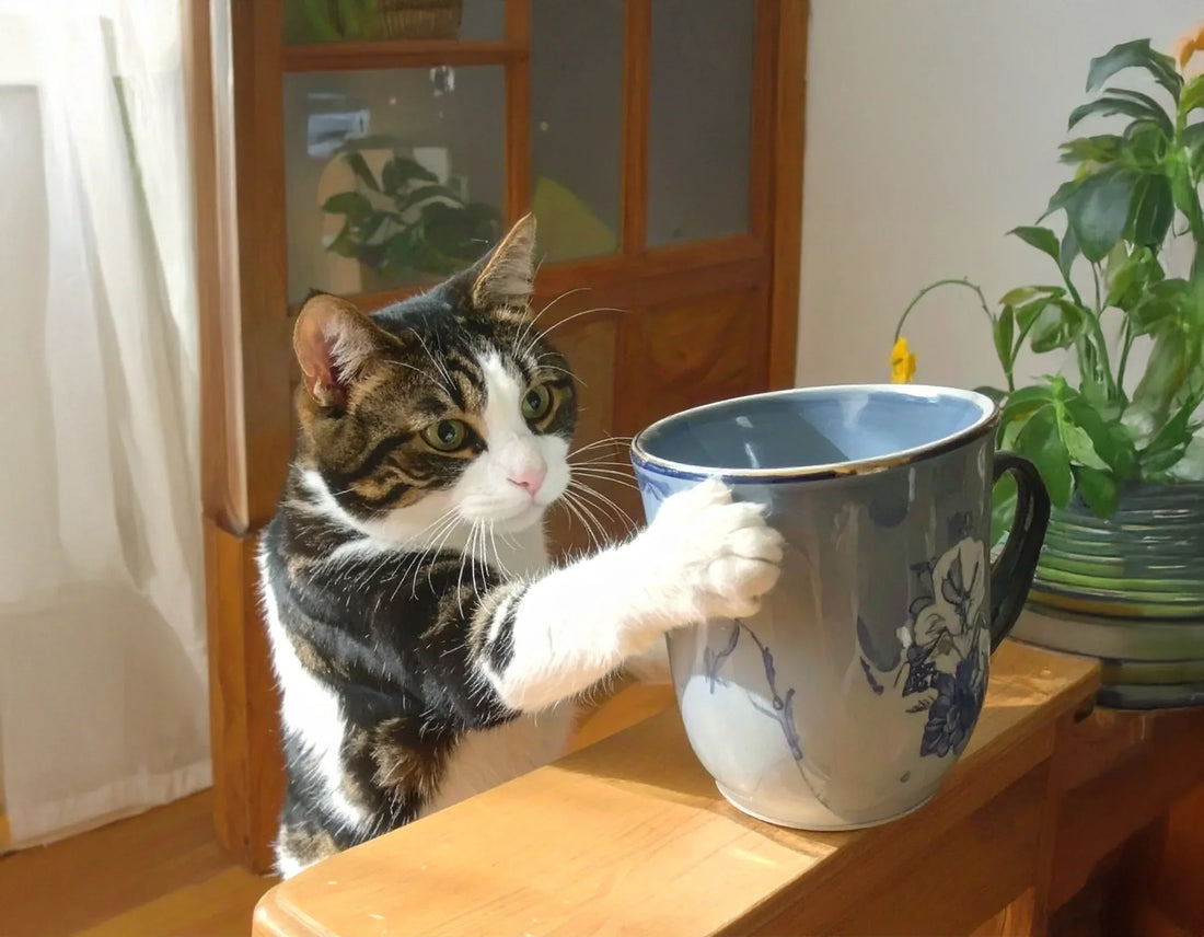 Kat duwt object van tafel, nieuwsgierig en speels gedrag, uitleg over kattengedrag bij Kattenhoek