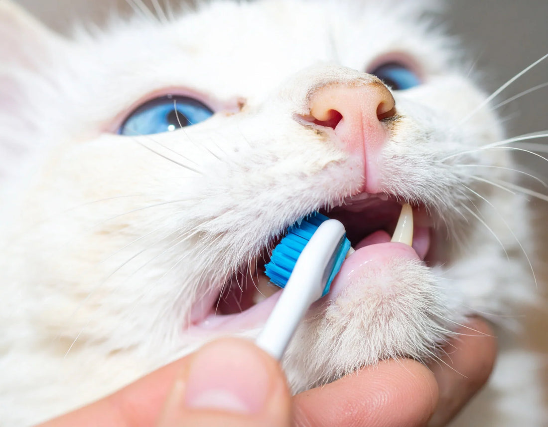 Close-up van een kat die rustig zijn tanden laat poetsen met een speciale katten-tandenborstel – Kattenhoek.