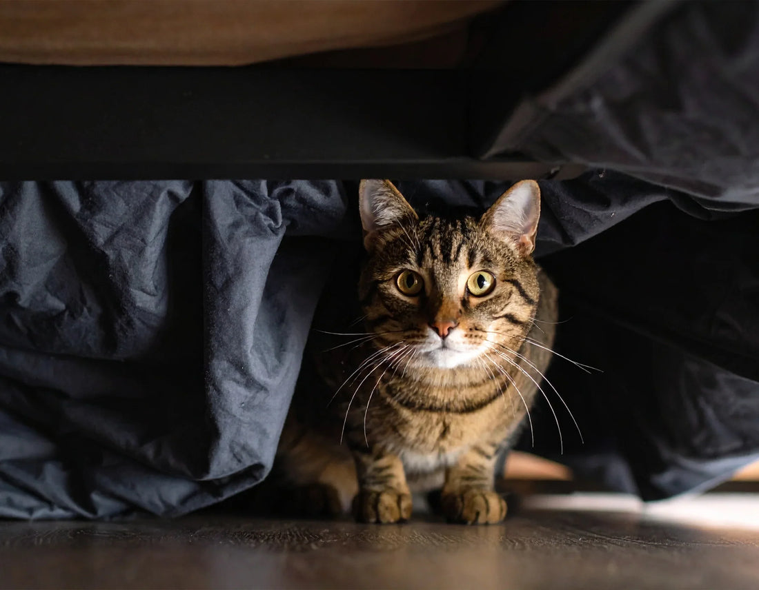 Kat verstopt zich onder een bed, uitleg over verstopgedrag, stress en welzijn van katten bij Kattenhoek