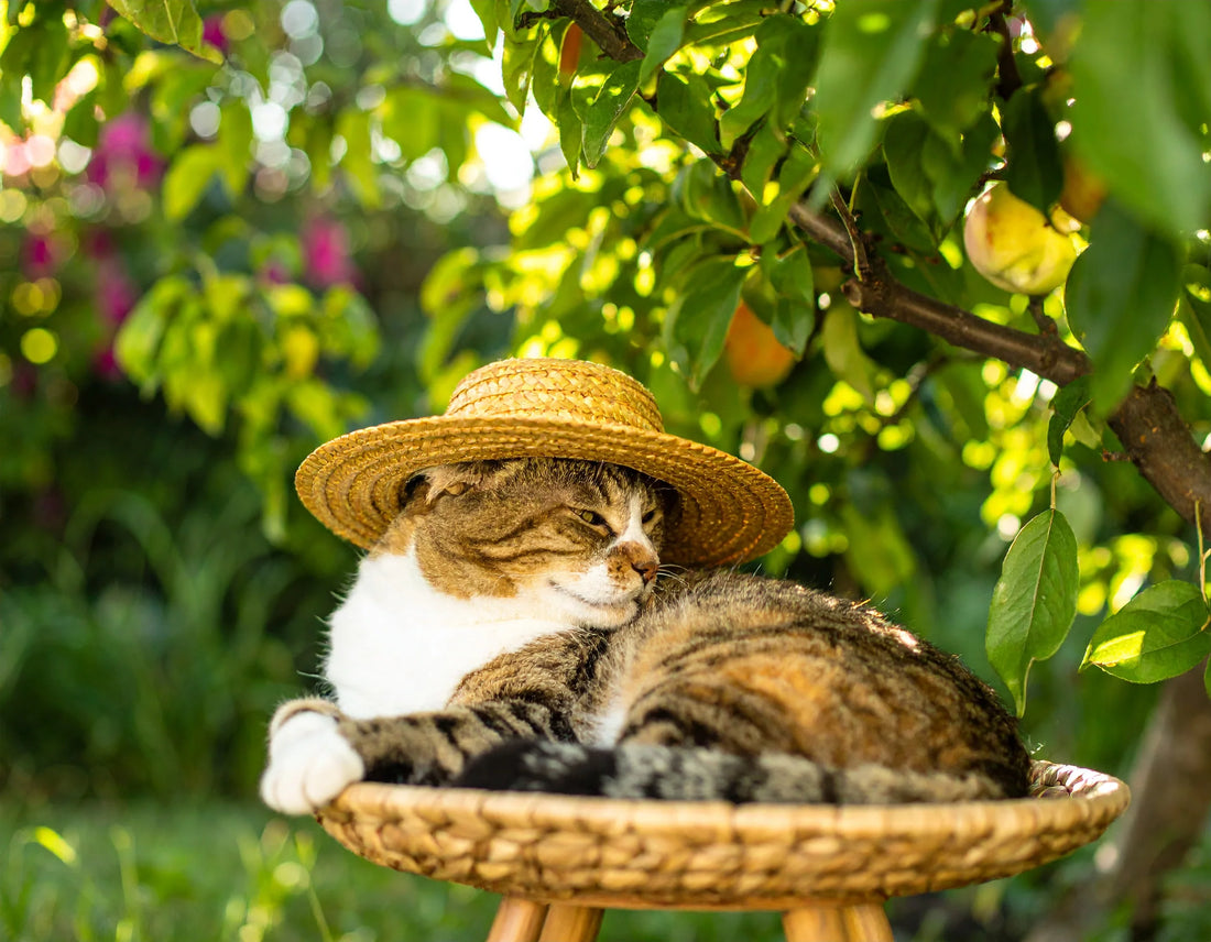 Grappige kat met een strooien zonnehoed op, liggend in de schaduw op een zomerse dag – Kattenhoek.