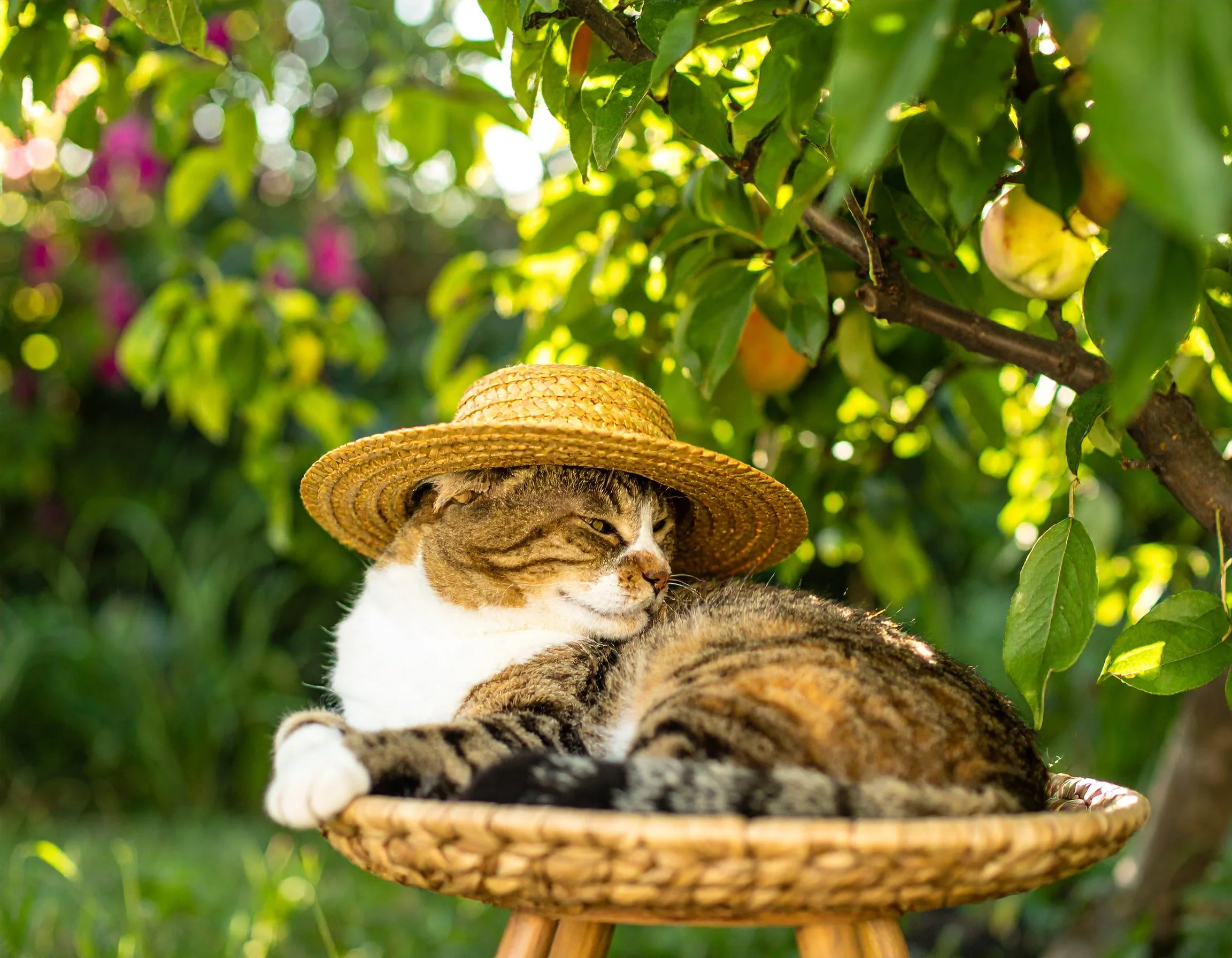 Grappige kat met een strooien zonnehoed op, liggend in de schaduw op een zomerse dag – Kattenhoek.