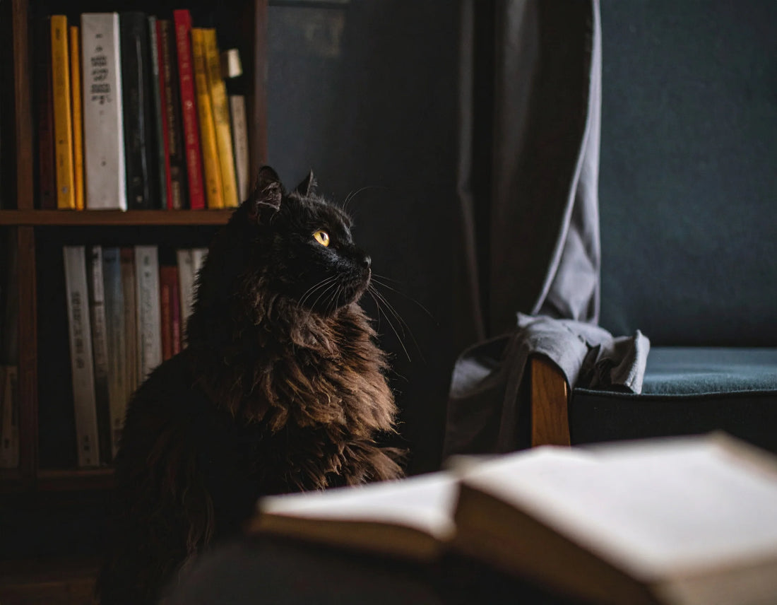Kat die zich terugtrekt en verdrietig lijkt in een rustige hoek van het huis, symbool voor het herkennen van depressie bij katten - Kattenhoek verzorging en advies.