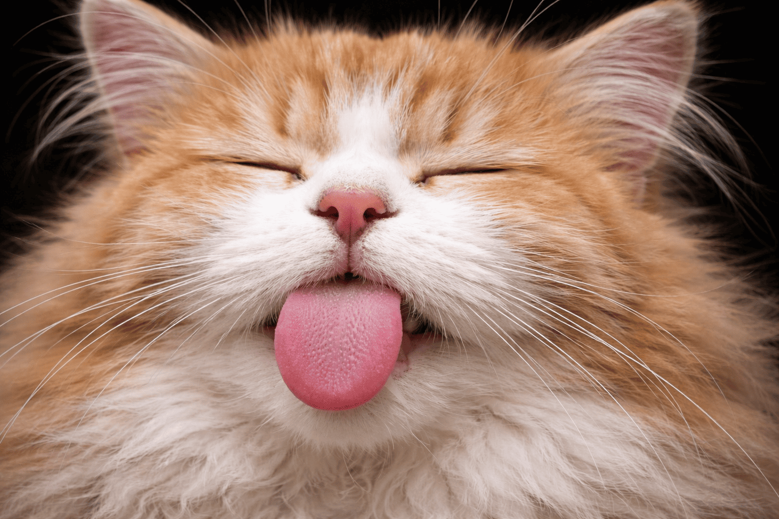 Extreme close-up van een kat met ruwe roze tong en snorharen – detail van kattentong textuur | Kattenhoek