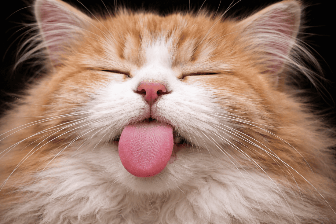 Extreme close-up van een kat met ruwe roze tong en snorharen – detail van kattentong textuur | Kattenhoek