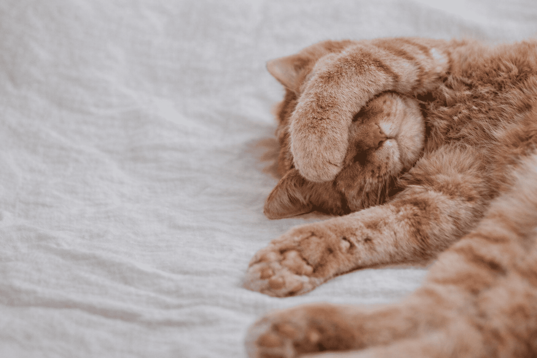 Rustige rode kat die ontspannen ligt met pootje over de ogen, symbool voor een kat die comfortabel leeft ondanks FIV – Kattenhoek blog over FIV bij katten en levenskwaliteit.