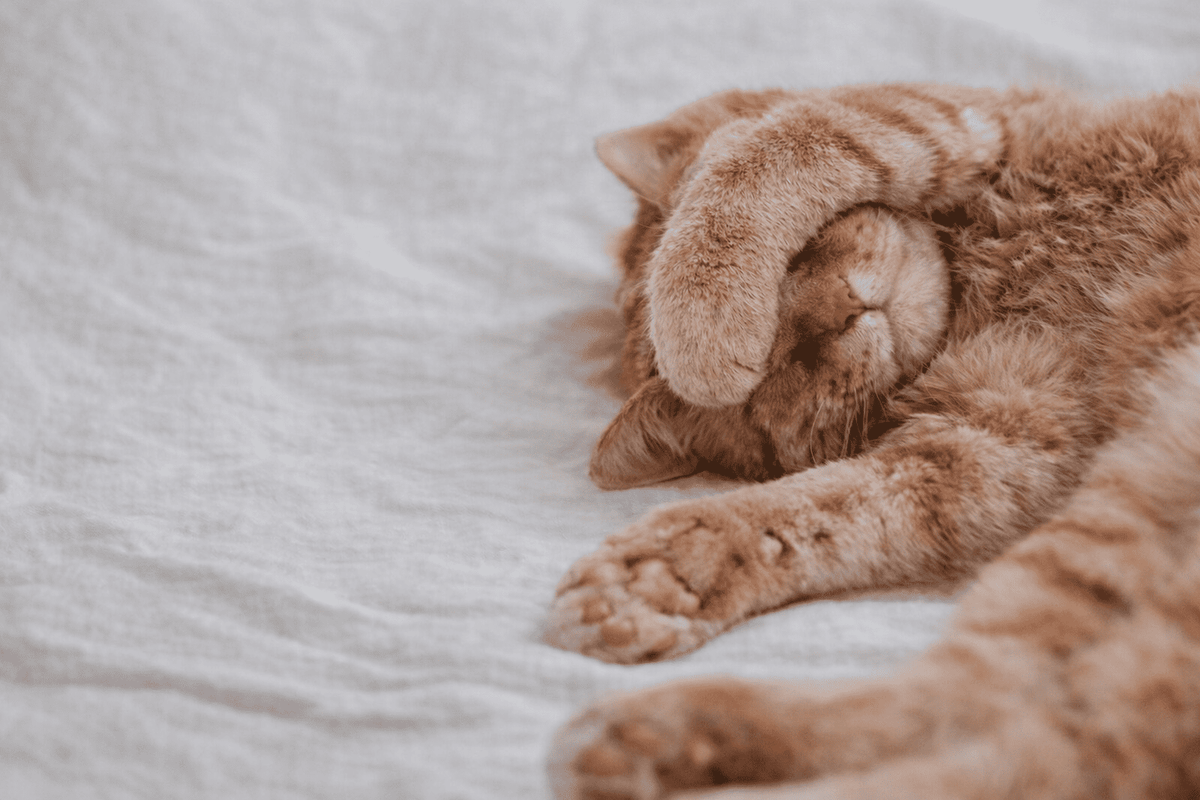 Rustige rode kat die ontspannen ligt met pootje over de ogen, symbool voor een kat die comfortabel leeft ondanks FIV – Kattenhoek blog over FIV bij katten en levenskwaliteit.