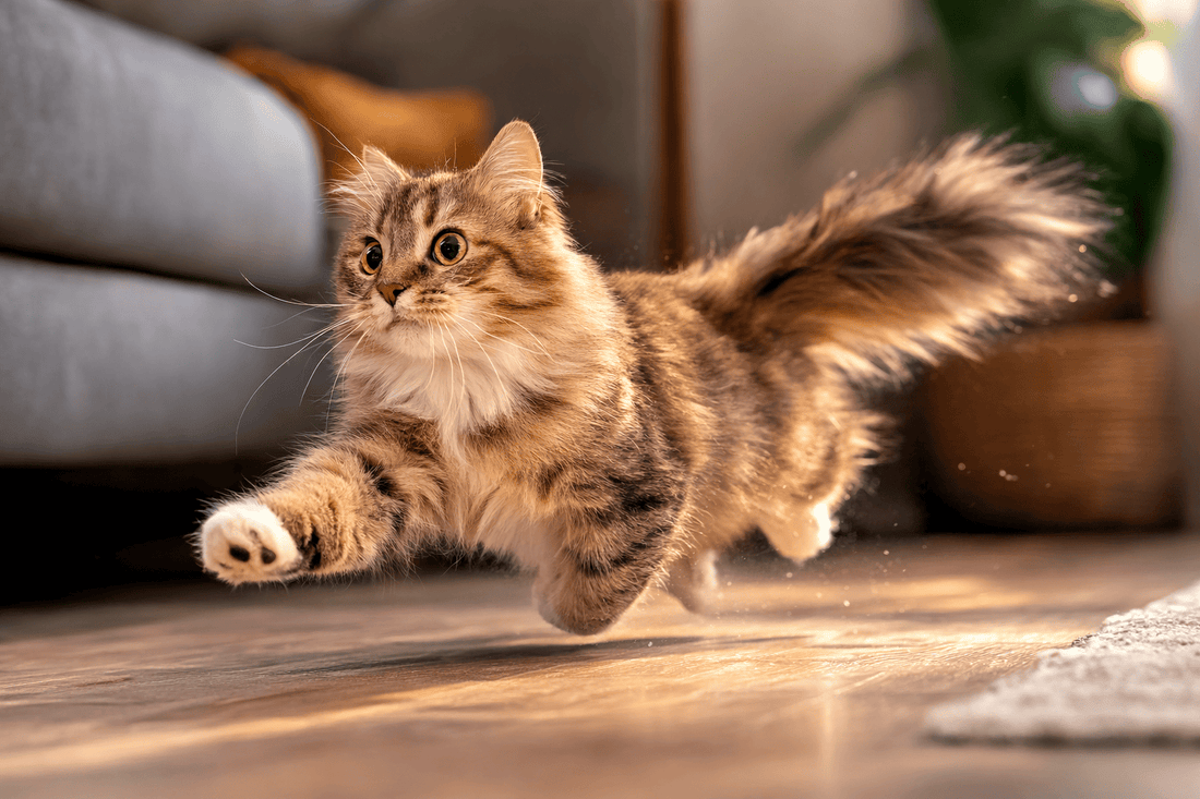 Kat die met hoge snelheid door de woonkamer rent tijdens een typische “zoomies” energie-uitbarsting bij katten, een natuurlijk gedrag waarbij katten plots sprinten en spelen in huis.
