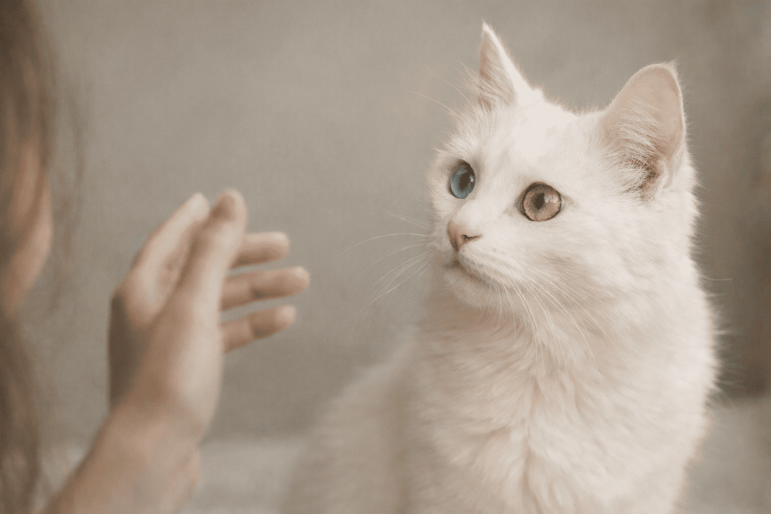 Witte kat met heterochromie kijkt alert naar eigenaar die haar roept, beeld dat laat zien hoe katten hun naam herkennen – Kattenhoek blog over kattengedrag.