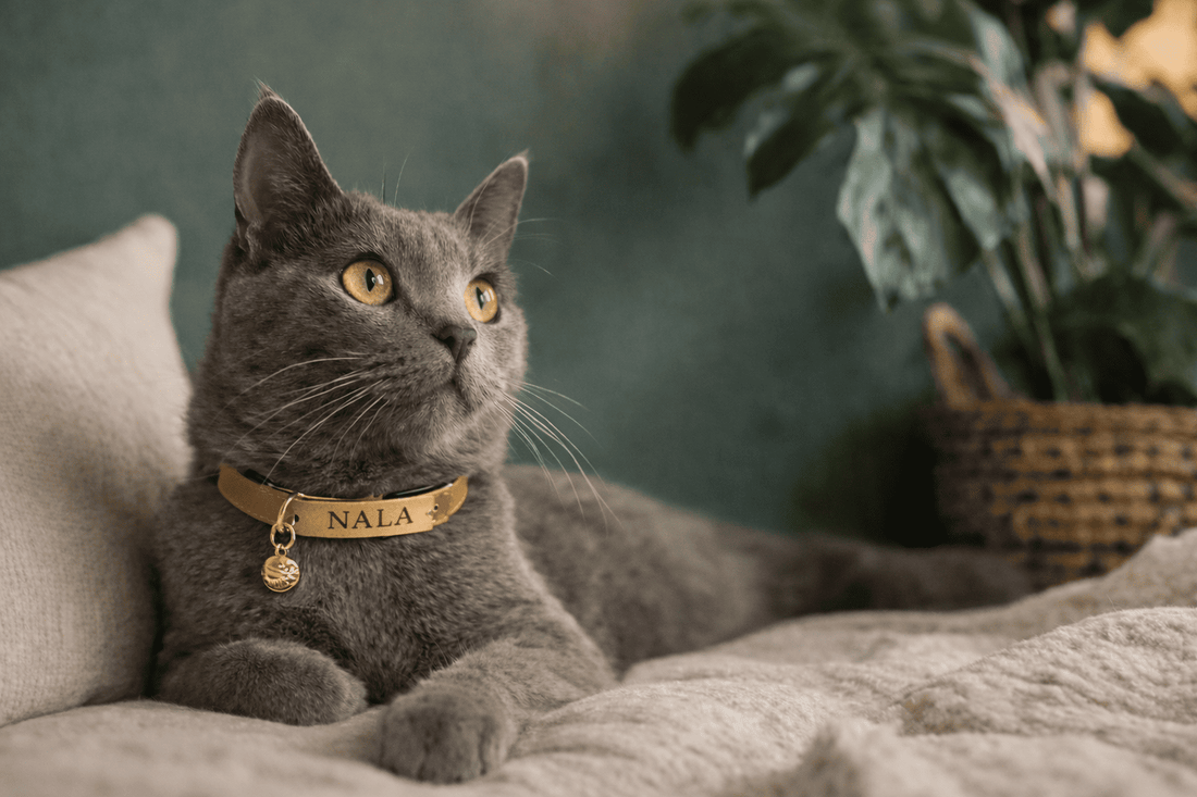 Grijze kat met gouden ogen draagt een gepersonaliseerde leren kattenhalsband met gegraveerde naam Nala en gouden belletje, liggend op zacht deken in warme huiselijke setting.