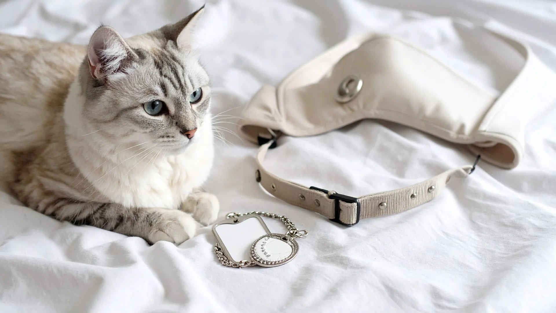 Kattenaccessoires – eetbakken, halsbanden, speelgoed en meer – Kattenhoek Functionele en leuke accessoires voor katten – Kattenhoek