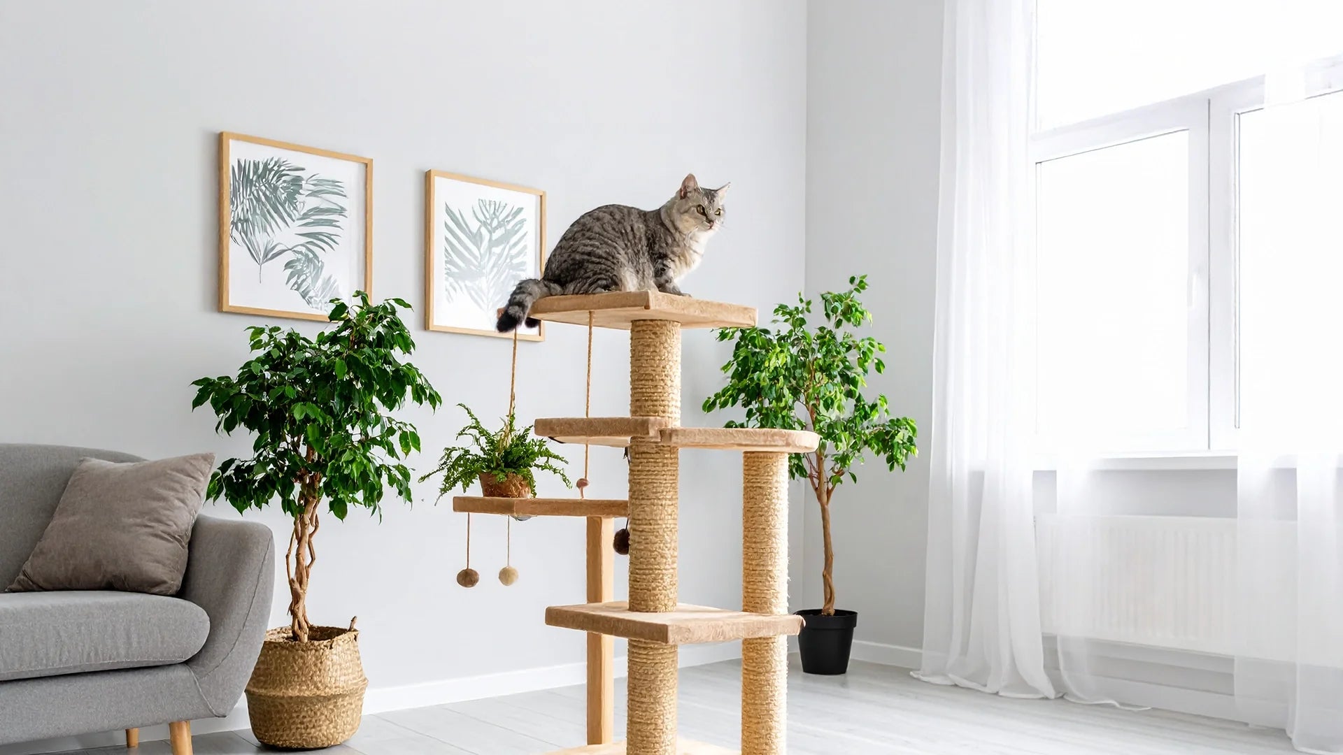 Krab- en klimoplossingen voor katten – Kattenhoek Kattenmeubels voor beweging, rust en spel – Kattenhoek