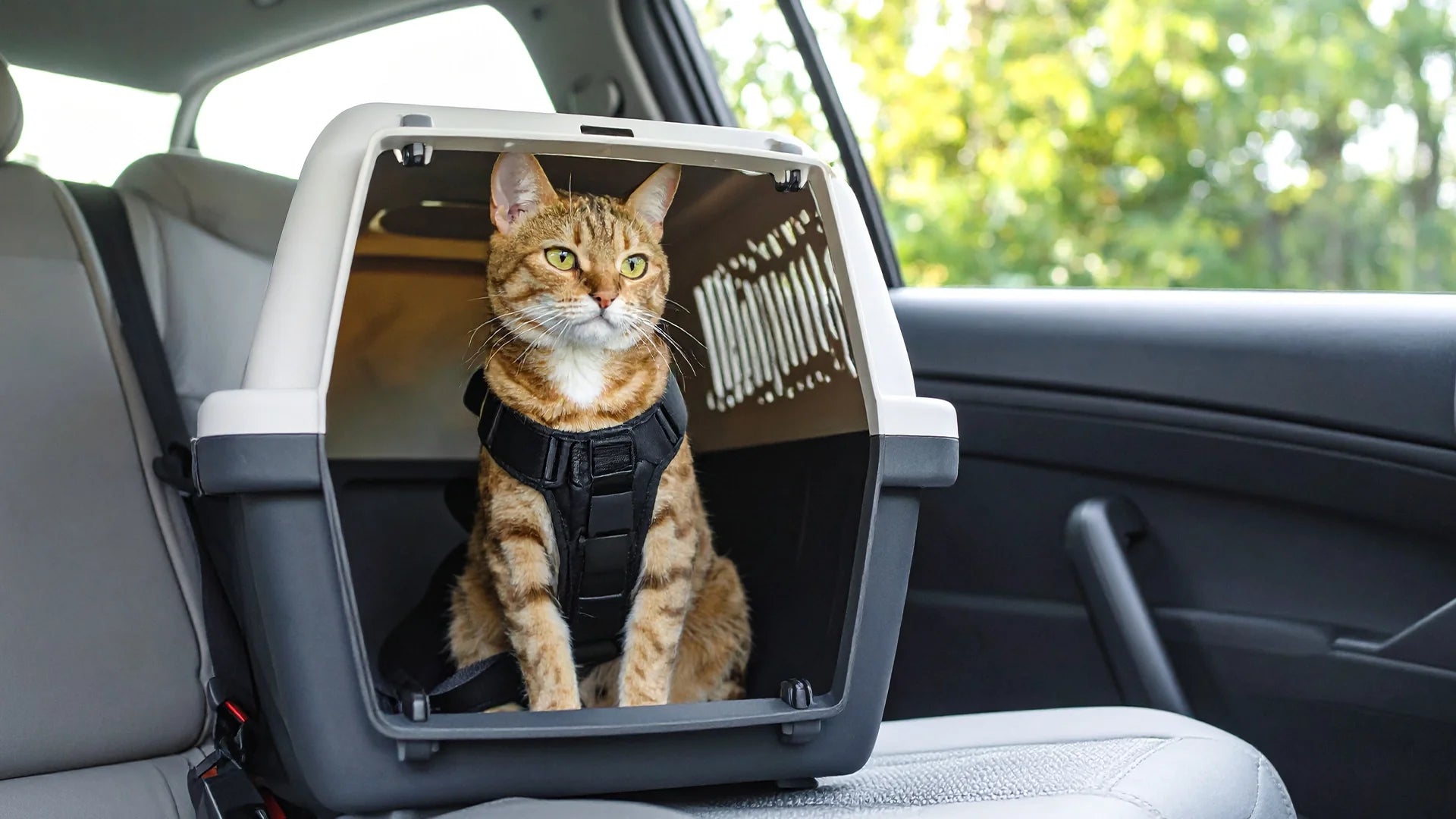 Katten vervoeren in stijl en veiligheid – Kattenhoek Reisbenodigdheden en veiligheidsharnassen voor katten – Kattenhoek