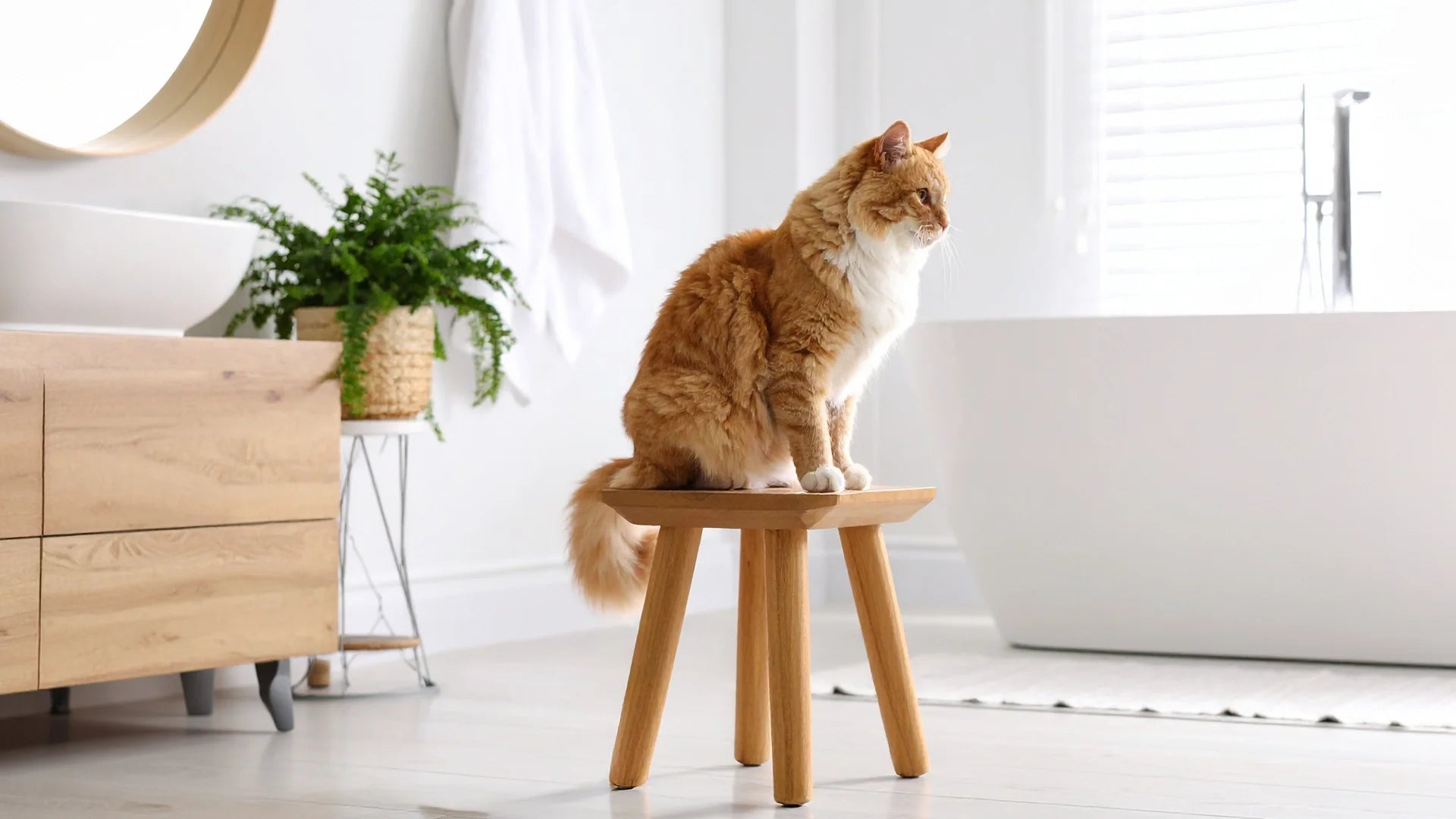 Kattenverzorging en hygiëneproducten – kattenbakvulling, borstels & shampoo – Kattenhoek Alles voor een propere en verzorgde kat – Kattenhoek
