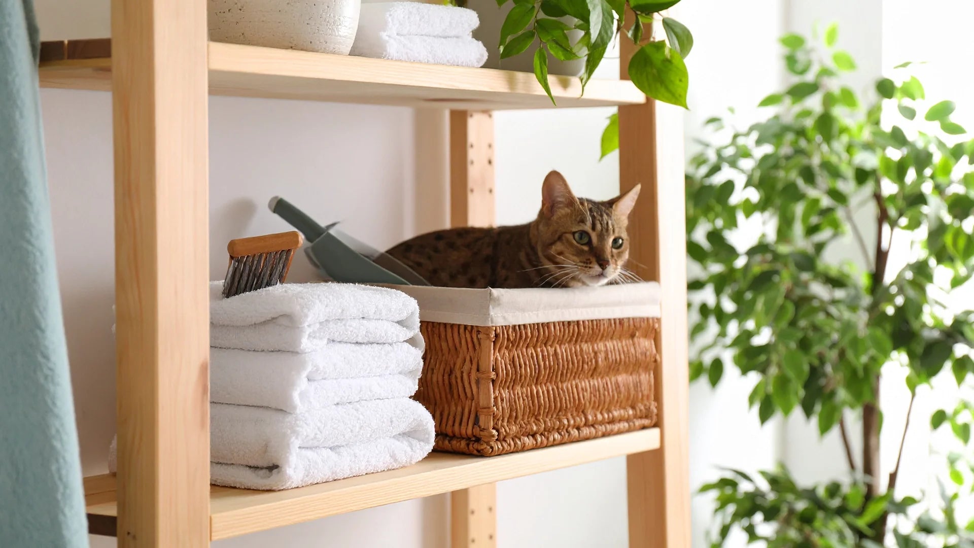 Slimme verzorgingstools voor katten en baasjes – Kattenhoek verzorgingsgemak collectie