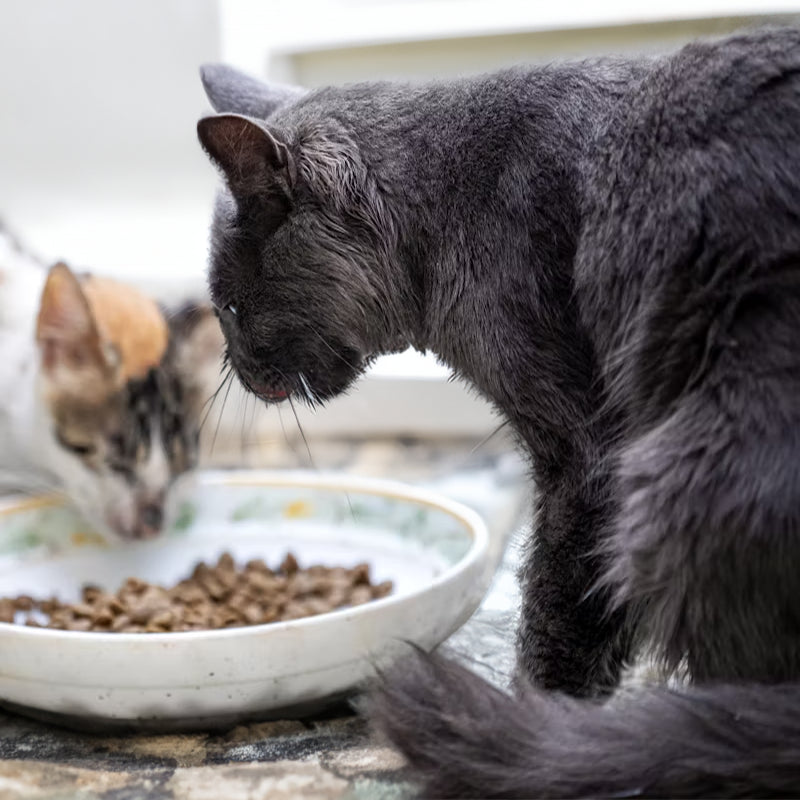 Premium kattenvoeding in beeld – gezonde dagelijkse voeding voor katten bij Kattenhoek