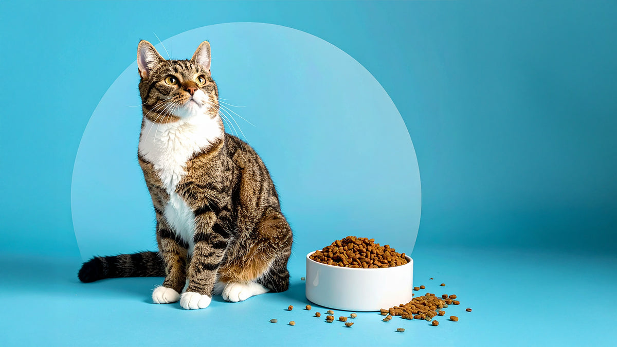 Europese korthaar kat met witte borst en tijgerstrepen zit rechtop naast een witte voerbak gevuld met kattenbrokken, op een heldere blauwe achtergrond – Kattenhoek branding.