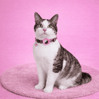 Cat collar with GPS Tracker option