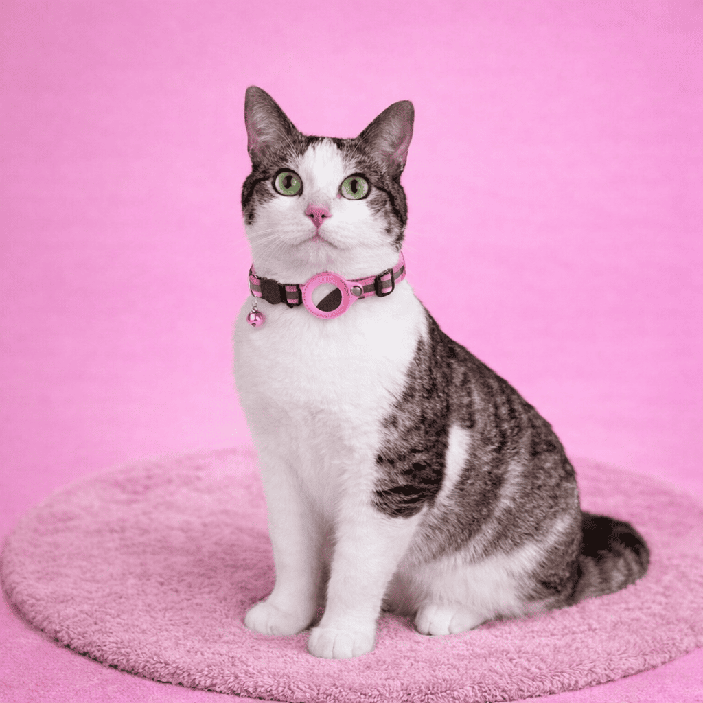 Collier pour chat avec option pour traceur GPS