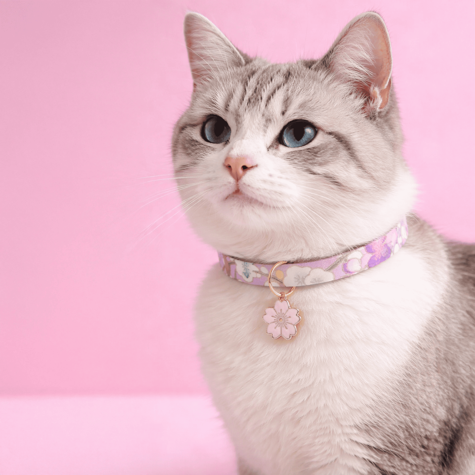 Realistische kat met pastel paarse Sakura kattenhalsband en roze bloesemhanger op zachte roze studioachtergrond van Kattenhoek