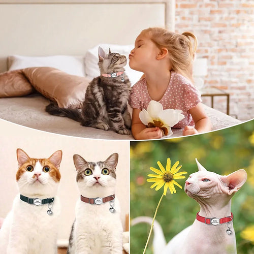 Aangepaste kattenhalsband in rood, bruin, roze, groen en zwart met ID-tag – Kattenhoek